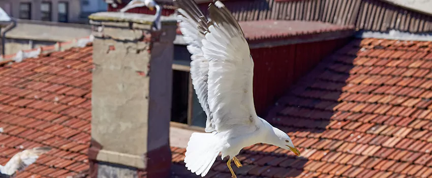 Residential Chimney Animal Removal Solution in Bellingham, WA
