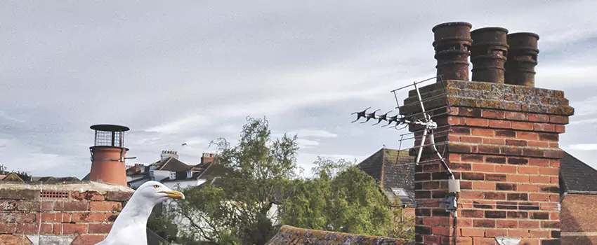 Chimney Cleaning And Restoration in Bellingham, Washington